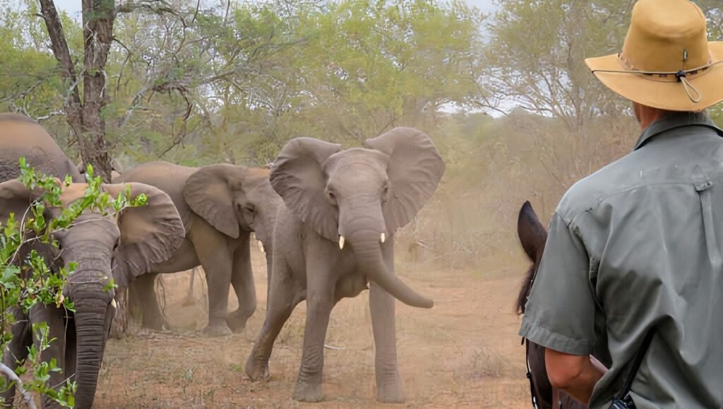 Elephant encounter in horseback safari