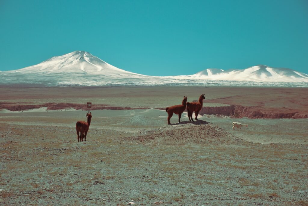Atacama Llama