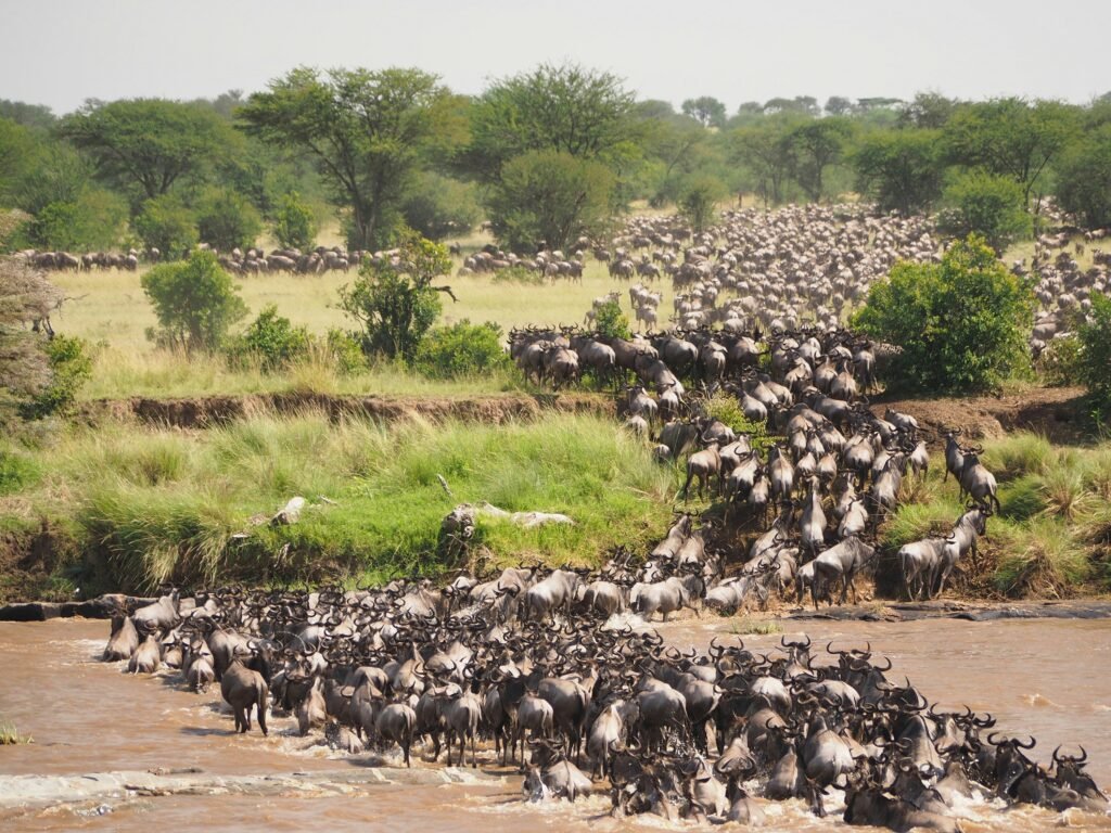 Great wildebeest Migration in Kenya