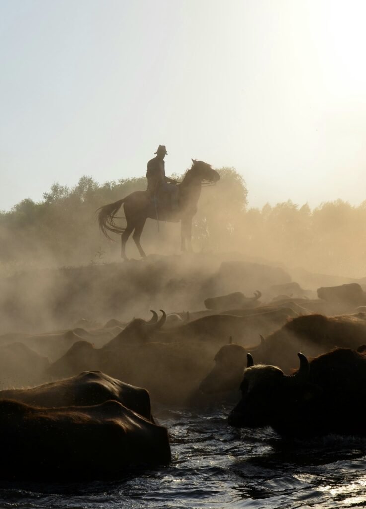 Horseback safari