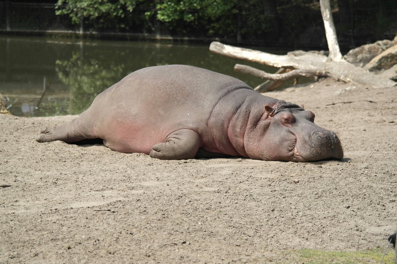 Animals with Big lips